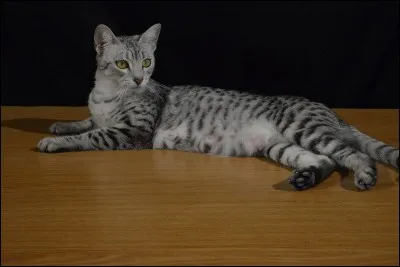 Quelle est la race de ce chat sur l'image ?