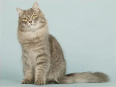 Quelle est la race de ce magnifique chat ?