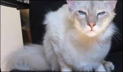 Quelle est la race de ce chat aux yeux bleus ?