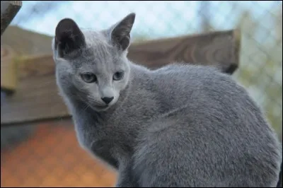 Quelle est la race de ce chat ?