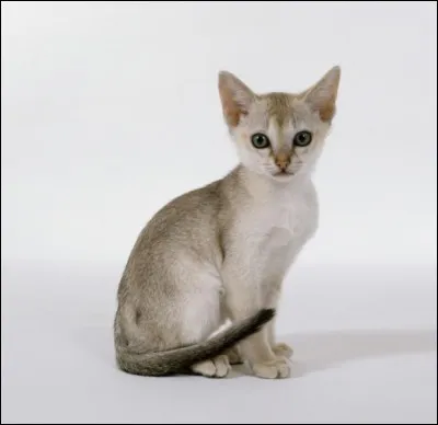 Quelle est la race de ce très mignon petit chat ?