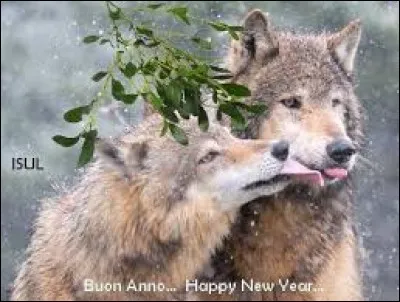 Cabriolet haut et léger à grandes roues, tiré par un cheval :