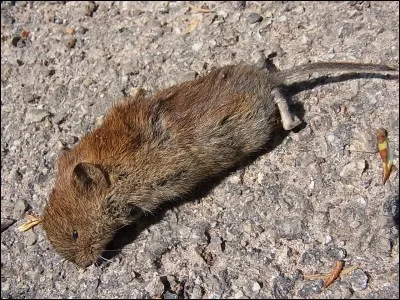 Que faites-vous de votre rongeur en vacances ?