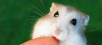 Que faites-vous si votre animal est malade ou blessé ?