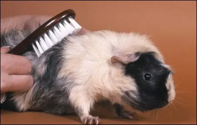 Dans ta maison, y a-t-il quelqu'un d'allergique aux animaux ?