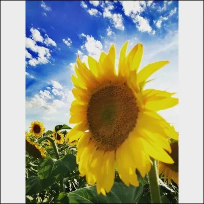 Cette fleur représente un logo, mais lequel ?