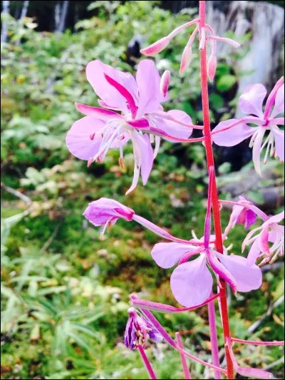 L'animal préféré de Maé est :