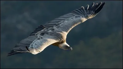 Qui est le méchant symbolisé par cet animal ? (Presque tous les méchants de Spider-Man ont des noms d'animaux.)