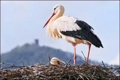 Selon la légende, quel est cet animal qui apporte les nouveaux-nés à leurs parents ?