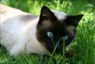 Quelle est la race de ce chat ?
