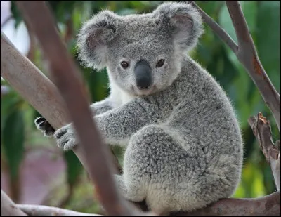 Un koala peut dormir 20 heures.