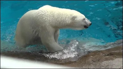 Un ours blanc peut nager jusqu'à 100 km sans arrêter.
