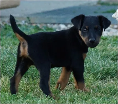 Quelle est cette race ?