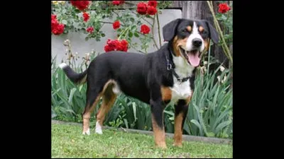 Quelle est cette race ?