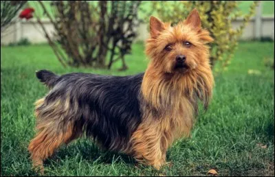 Quelle est cette race ?