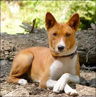 Quelle est cette race ?