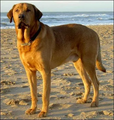 Quelle est cette race ?