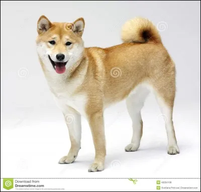 Quelle est cette race ?