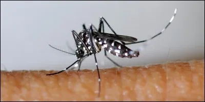 As-tu peur des volatiles ?