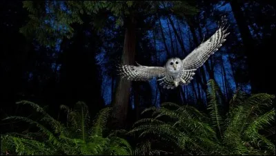 Quel héros fictif associez-vous à cet oiseau ?