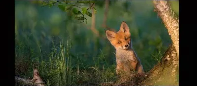 Trouvez le nom d'un personnage du "Roman de Renart" !