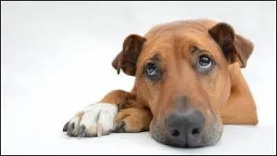 Quel philosophe d&eacute;clara "Le concept de chien n'aboie pas"?