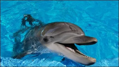 Que mangent les dauphins ?