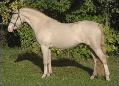 Quelle est cette robe ?