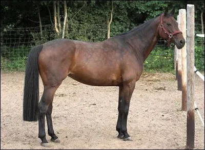 Quelle est cette robe ?