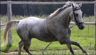 Quelle est cette robe ?