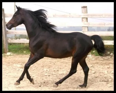 Quelle est cette robe ?