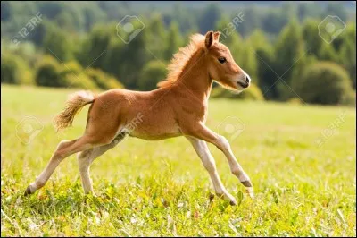 Comment appelle-t-on le petit du cheval ?