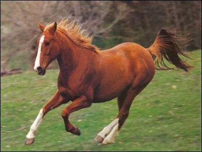 Comment s'appelle la couleur de ce cheval ?