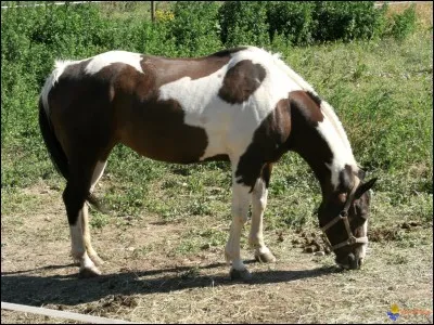 Comment s'appelle un cheval de deux couleurs ?