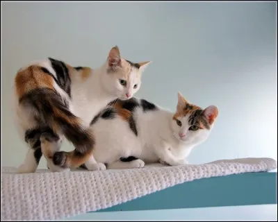 Que veut dire "MIAOU" ?