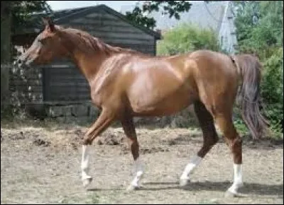 Le cheval peut-il n'avoir qu'une seule balzane ?