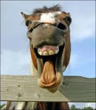 Comment récompenser son cheval ?