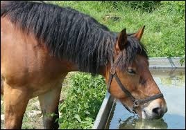 Quiz Chevaux