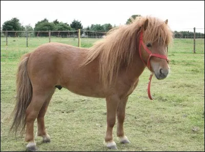 Comment mesure-t-on un cheval ?