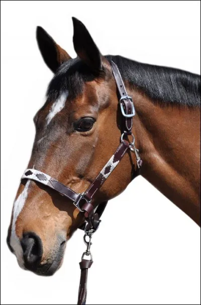 Quel objet permet de tenir le cheval avec une longe ?