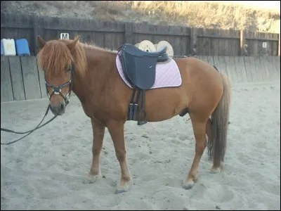 Quel équipement doit-je mettre quand je saute un obstacle pour protéger les membres de mon cheval ?