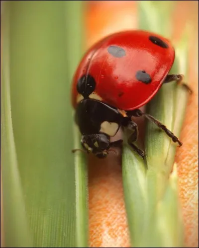 De quelle famille est cet animal ?