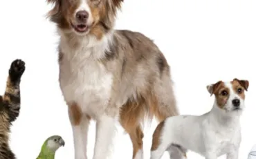 Quiz Animaux