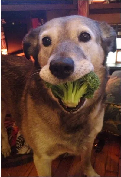 Si vous étiez un animal de compagnie que préféreriez-vous manger ?