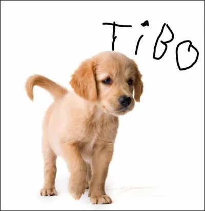 Si vous étiez un animal de compagnie comment vous appelleriez-vous ?