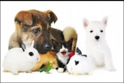 Avez-vous des animaux de compagnie ?