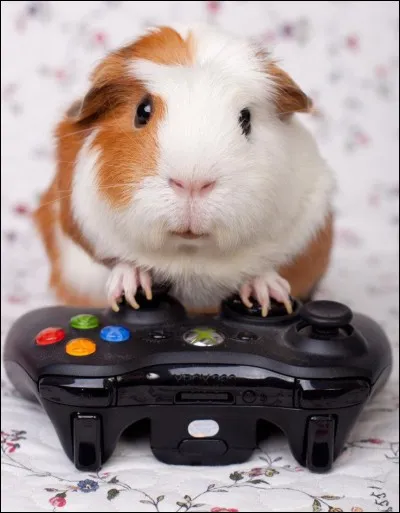 Que faites-vous le plus souvent ?