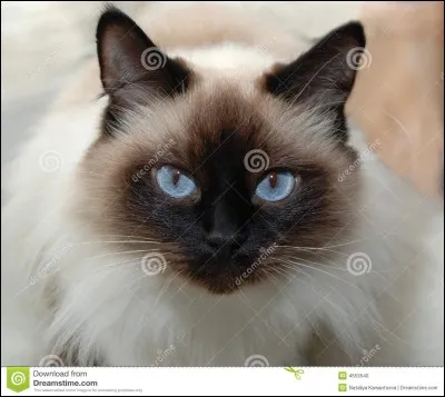 Jusqu'à quel âge peut vivre un chat siamois ?