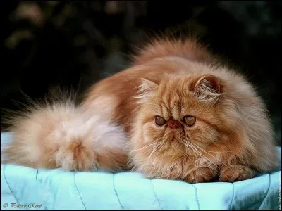 Jusqu'à quel âge peut vivre un chat persan ?