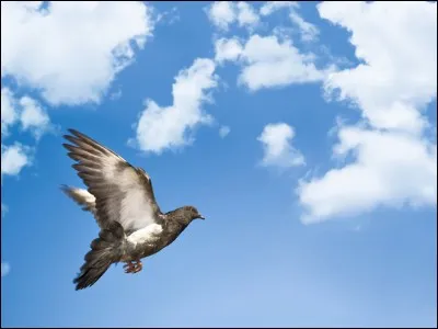 Quelle taille font un pigeon et une tourterelle ?